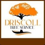 Best Tree Service in Snellville