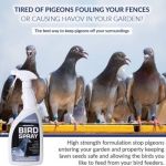Know How to Keep Pigeons Away! 
