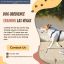 Best Dog Obedience Training Las Vegas with Dog Training in Henderson