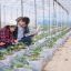 Commercial Greenhouse Structures